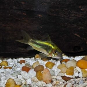 CORYDORAS GREEN LASER CW009