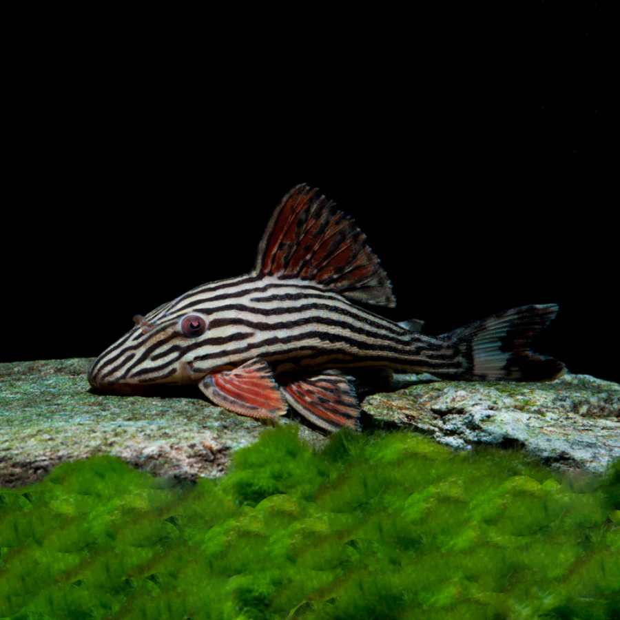 Panaque armbrusteri 3″