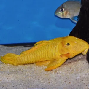 Parancistrus aurantiacus (Yellow Rubber Pleco) 3″