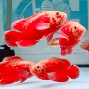Astronotus Oscellatus (Red Chilli Oscar) 3″-3.5″