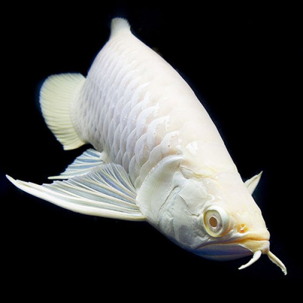 Silver Alibino Arowana