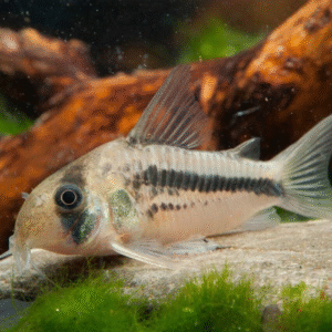 Corydoras axelrodi