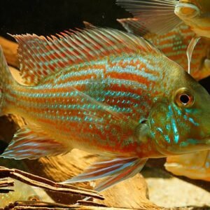 Geophagus Proximus