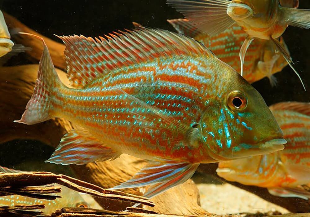 Geophagus Proximus
