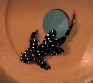 L-240a Vampire Pleco (Wild Caught) 2.5″-3″