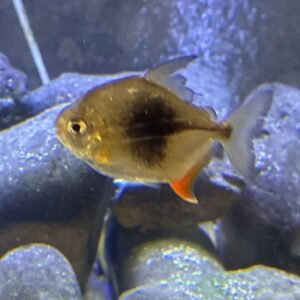 Blckberry Silverdollar