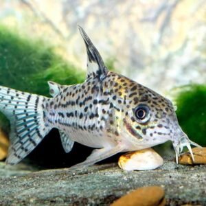 CORYDORAS ARAGUAIAENSIS