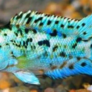 ELECTRIC BLUE JACK DEMPSEY
