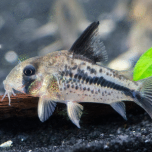 Corydoras sp. ( Cory Geryi ) 2.5″-3″ WILD CAUGHT