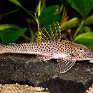 L091 Leporacanthicus Triactis (Wild Caught) 3″-5″