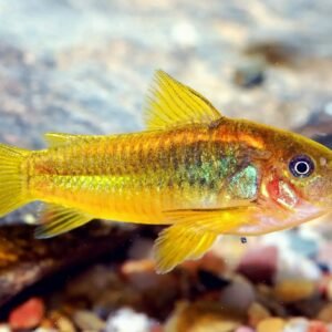 CORYDORAS ORANGE LASER CW010