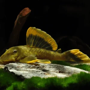 l47 BARYANCISTRUS CHRYSOLOMUS