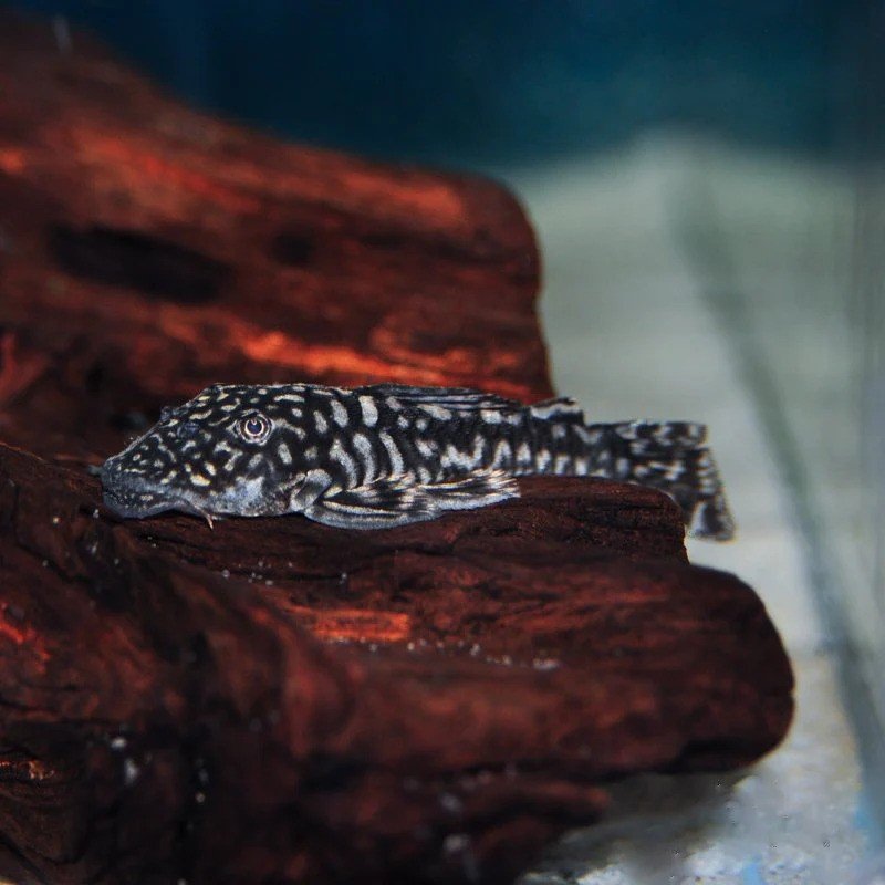 PSEUDANCISTRUS GENISETIGER