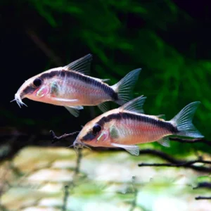 Corydoras arcuatus