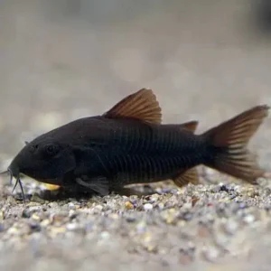 Concolor Black Venezuela CORYDORAS