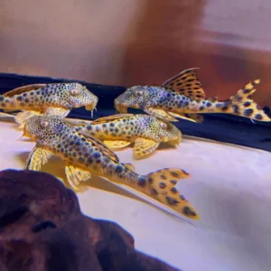 L124/75 PARA PLECO