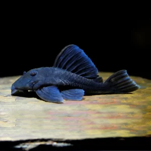 L239 panaque Blue (Wild Caught) 3″-4″