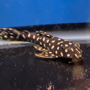 L082 OPAL PLECO