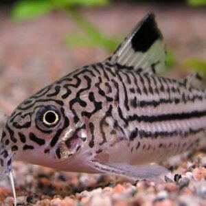 Corydoras Trilineatus