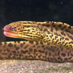 Extra Freshwater Tiger Moray Eel