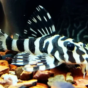 L134 PECKOLTIA COMPTA