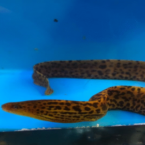 Freshwater Tiger Moray eel MEDIUM