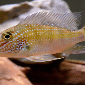 Geophagus sp. “Jurupari” (Caquetá River) 4"-6"