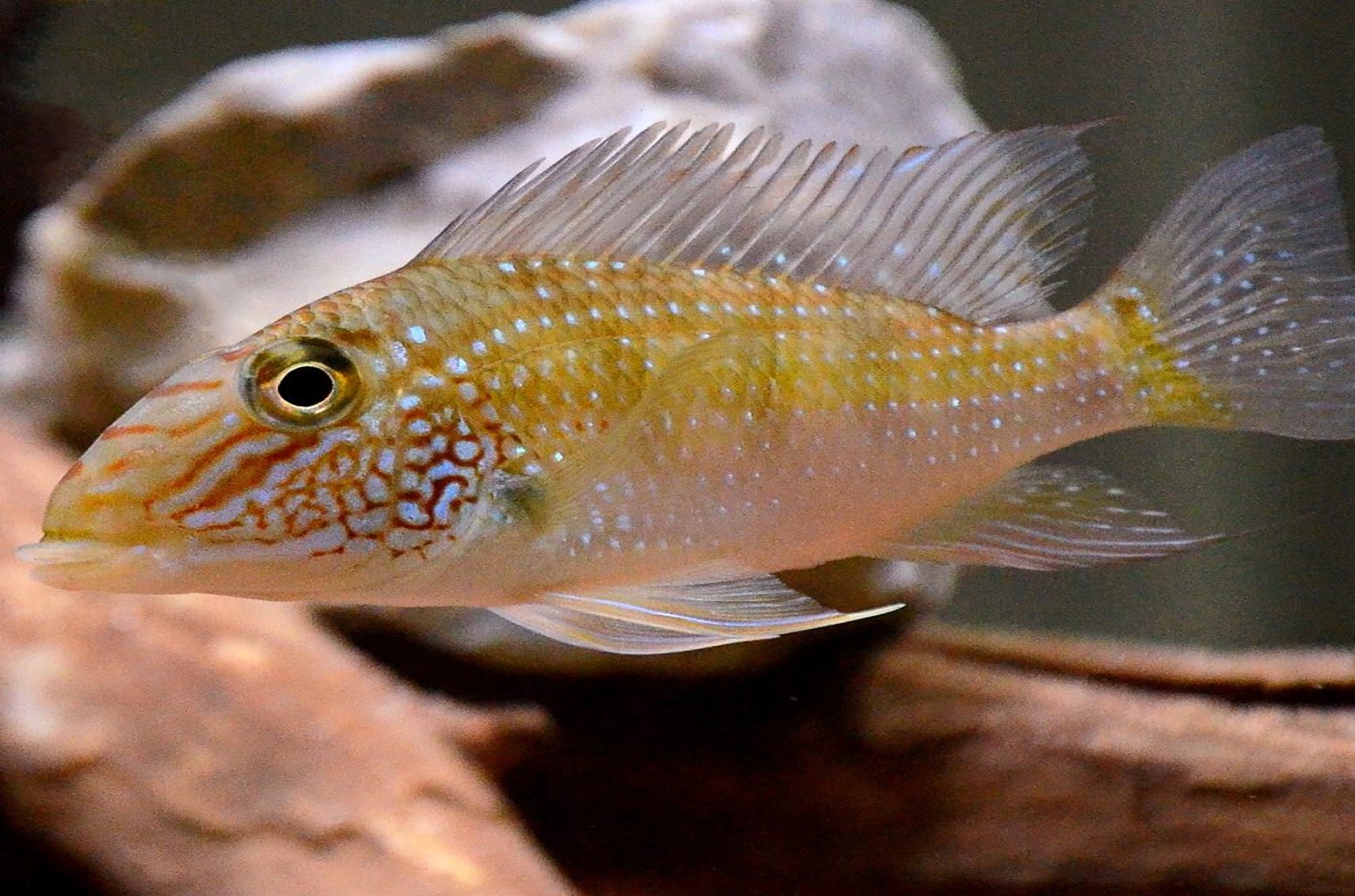 Geophagus sp. “Jurupari” (Caquetá River) 4"-6"