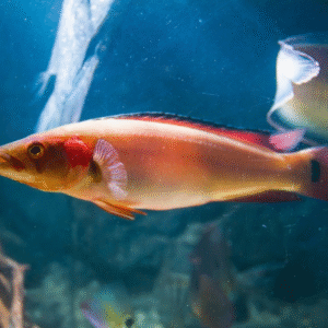 Crenichla Red Atabapo (Big Super Red)