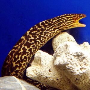 LARGE TIGER MORAY