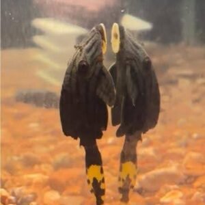 L191 Broken Line Pleco