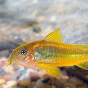 CORYDORAS RAINBOW CW041