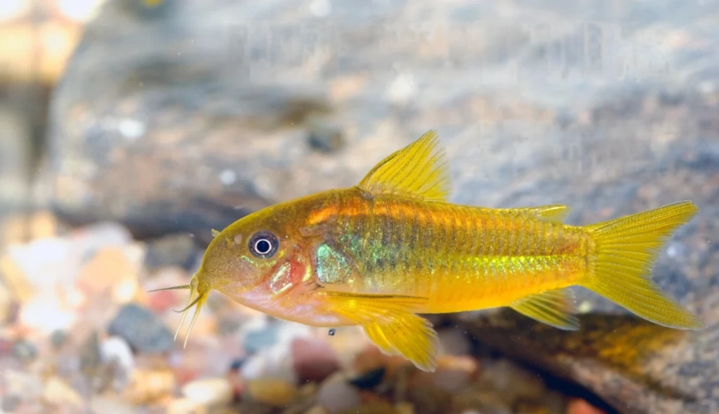 CORYDORAS RAINBOW CW041