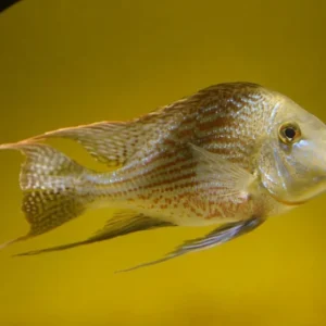 GEOPHAGUS WINEMILLERI