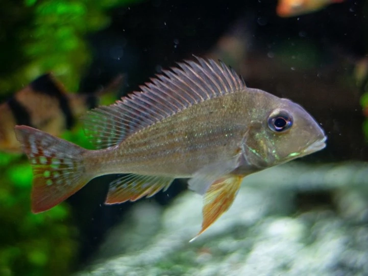 Geophagus Surinamenses (Wild Caught) 2″-6″