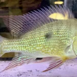 Brochis Multiradiatus 3″ WILD CAUGHT